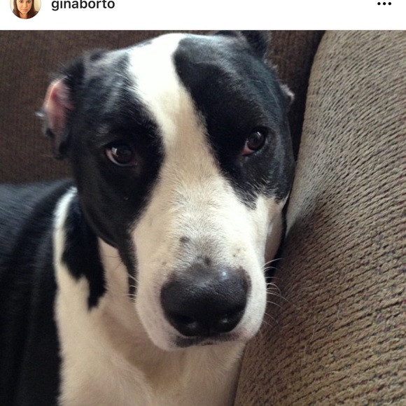 ginaanddogs